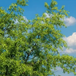 2.25gal Willow Oak Tree - National Plant Network -OUTSUNNY Sale Store GUEST 00d7ff1b dc3a 4eb2 9cf7 19e1233bcc51