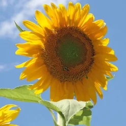 Back To The Roots 5pk Organic USA Flower Seeds 10 Back To The Roots 5pk Organic USA Flower Seeds -OUTSUNNY Sale Store GUEST 00fe6079 8f7b 4c04 ada9 860c92cb4426