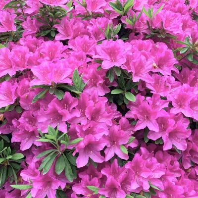 2.5qt Mildred Azalea Plant With Purple Blooms - National Plant Network 2 2.5qt Mildred Azalea Plant With Purple Blooms - National Plant Network - Image 2