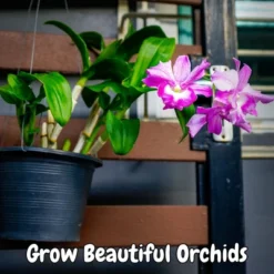 Soil Sunrise 2qt Orchid Potting Soil Mix; Fast Draining Healthy Media -OUTSUNNY Sale Store GUEST 046d9ce8 201f 4454 ad3c 210a6e3ef83b