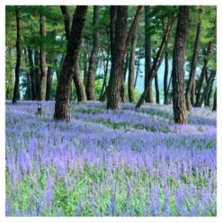 Liriope 'Big Blue' 1pc - National Plant Network - U.S.D.A. Hardiness Zones 5 - 10 -OUTSUNNY Sale Store GUEST 06213c26 2138 4d07 82e6 23b5390bf7d4