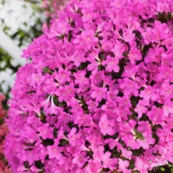 2.5qt Mildred Azalea Plant With Purple Blooms - National Plant Network 5 2.5qt Mildred Azalea Plant With Purple Blooms - National Plant Network -OUTSUNNY Sale Store GUEST 06db79f8 84c9 470e 8fa4 4e611c14855c