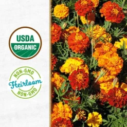 Back To The Roots Organic Marigold Flower Grow Kit With Plantable Starting Pot Soil And Seeds -OUTSUNNY Sale Store GUEST 07e0db09 d52e 4bd0 9526 bd6e57d04dc1