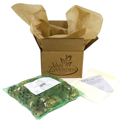 Tulips Non-Stop Mixed Colors Blend - Set Of 25 Bulbs - Van Zyverden 2 Tulips Non-Stop Mixed Colors Blend - Set Of 25 Bulbs - Van Zyverden - Image 2