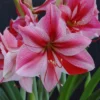 Van Zyverden Amaryllis Pink Flower Bulb With Artisan Decorative Planter