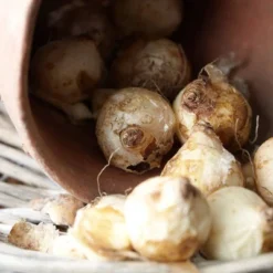 50ct Grape Hyacinths Bulbs - Van Zyverden -OUTSUNNY Sale Store GUEST 0adf20d9 c78d 4995 96eb 8be6c1efe27f