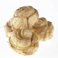 Van Zyverden 3ct Bulbs Fritillaria Persica