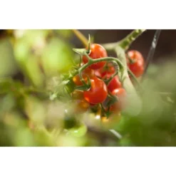 Native Soil Natural Fertilizer And Soil Conditioner (1 Pound)