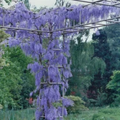 Wisteria 'Blue' 1pc U.S.D.A. Hardiness Zones 3-9 National Plant Network 2.5qt -OUTSUNNY Sale Store GUEST 0ebe004b 271e 45fe b0b5 124d25dbc6c8