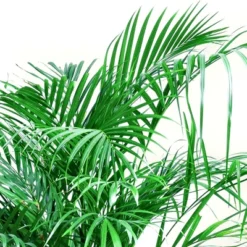 National Plant Network Live Indoor/Outdoor Majesty Palm Plant - 1ct 2.5qt -OUTSUNNY Sale Store GUEST 0fdd6211 f154 4f2a 9319 b39088d267d9