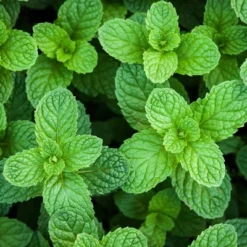 Burpee Herb ' Spearmint' 1pc Seasonal Grown In All U.S.D.A. Hardiness Zones National Plant Network 4" 8 Burpee Herb ' Spearmint' 1pc Seasonal Grown In All U.S.D.A. Hardiness Zones National Plant Network 4" -OUTSUNNY Sale Store GUEST 100e878e 266f 4bca acf5 de112cd579e7
