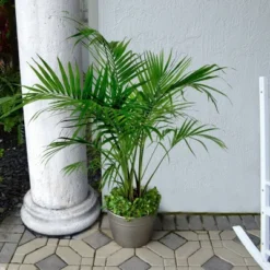 National Plant Network Live Indoor/Outdoor Majesty Palm Plant - 1ct 2.5qt -OUTSUNNY Sale Store GUEST 1042d964 02fd 4ed3 8080 dfa842cab4a7