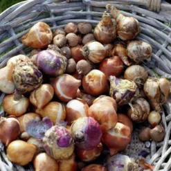 Van Zyverden 46ct Bulbs Multicolored Unison Spring Blooming Patio Planter Set -OUTSUNNY Sale Store GUEST 10b234b1 254a 4d4a 8e54 1c85e48c896d