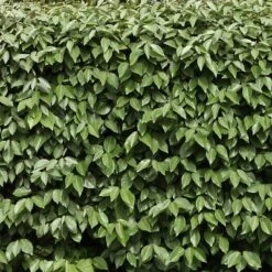 Elaeagnus 2.25gal U.S.D.A. Hardiness Zones 7-9 - 1pc - National Plant Network
