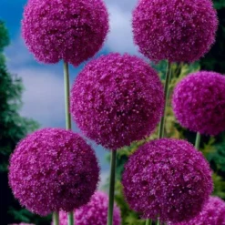 Van Zyverden Allium Purple Giganteum Flower Bulb -OUTSUNNY Sale Store GUEST 16e87122 7e30 4de9 83de 69e6b115190c