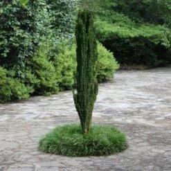 National Plant Network Live Outdoor Sky Pencil Holly Plant - 1ct 1gal -OUTSUNNY Sale Store GUEST 18834b8e 9ca6 4811 a60a f8471db64401