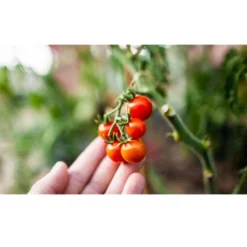 Coast Of Maine OMRI Listed Tomato And Vegetable Plant Potting Soil Compost Blend For Container Gardens And Flower Pots, 20 Quart Bag -OUTSUNNY Sale Store GUEST 1b164dd3 2120 40a0 877f 22346e4a8612