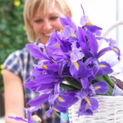 Van Zyverden 12ct Bulbs Iris Dutch Sapphire Beauty -OUTSUNNY Sale Store GUEST 1b9cb3e2 a34d 4179 bc6e a409cf1891a8