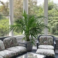 National Plant Network Live Indoor/Outdoor Majesty Palm Plant - 1ct 2.5qt