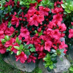 Azalea 'Johanna' 1pc U.S.D.A. Hardiness Zones 6-8 National Plant Network 2.25gal -OUTSUNNY Sale Store GUEST 21357325 e777 4da5 9734 b2fa3464b82e