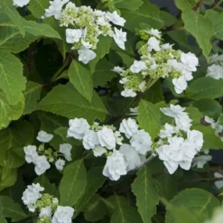 National Plant Network Live Outdoor 4" Wedding Gown Hydrangea Plants - 3ct 13 National Plant Network Live Outdoor 4" Wedding Gown Hydrangea Plants - 3ct -OUTSUNNY Sale Store GUEST 21d25f50 0758 4c0c aa1f 8da59145e998