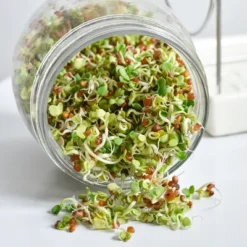 Tribest GEO Sprouting Jar System With Stainless Steel Rack And Ceramic Base Plate – Clear -OUTSUNNY Sale Store GUEST 233561dd d0c4 4b22 8d23 695e494c00e1