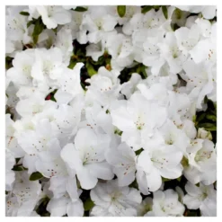 Azalea Delaware Valley White' 1pc - National Plant Network - U.S.D.A. Hardiness Zones 5 - 8 5 Azalea Delaware Valley White' 1pc - National Plant Network - U.S.D.A. Hardiness Zones 5 - 8 -OUTSUNNY Sale Store GUEST 23ee9ed0 c8a1 457a a461 e59ee458a1bc