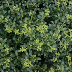 Holly 'Soft Touch' 2.25gal U.S.D.A. Hardiness Zones 5-9 - 1p - National Plant Network