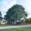 2.25gal Loblolly Pine Tree - National Plant Network