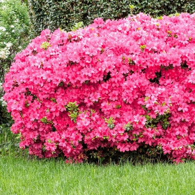 2.5qt Macrantha Pink Azalea Plant With Pink Blooms - National Plant Network 3 2.5qt Macrantha Pink Azalea Plant With Pink Blooms - National Plant Network - Image 3