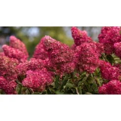 Hydrangea Berry White Shrub - National Plant Network 8 Hydrangea Berry White Shrub - National Plant Network -OUTSUNNY Sale Store GUEST 3dadd0a6 db49 4b4b b3de 94fe05183138