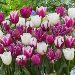 Van Zyverden 25ct Bulbs Tulips Extended Bloom Elegance Mixture -OUTSUNNY Sale Store GUEST 3fe7b411 8a12 4318 b532 72cd6f91da02