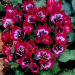 Van Zyverden 12ct Bulbs Tulips Little Beauty -OUTSUNNY Sale Store GUEST 429c882f 4d0b 47ec 939a 6d4e83ae2557
