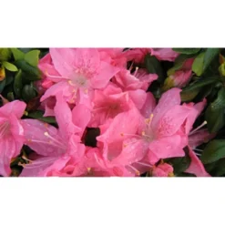 2.5qt Pink Pearl Azalea Plant With Pink Blooms - National Plant Network -OUTSUNNY Sale Store GUEST 45bd12b0 d22a 432c bf01 c9379f592b6f