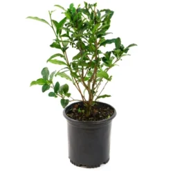 2.5qt Brew-Tea-Ful Plant - National Plant Network -OUTSUNNY Sale Store GUEST 4878df5e 2f8c 4a19 bcac c23cd36769a9