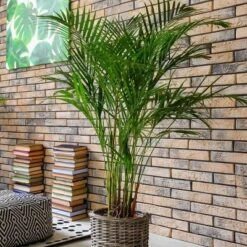 National Plant Network Live Indoor/Outdoor Majesty Palm Plant - 1ct 2.5qt -OUTSUNNY Sale Store GUEST 49feb2df 8424 4ab6 89e7 3c08974816de