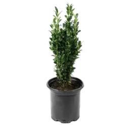 National Plant Network Live Outdoor Sky Pencil Holly Plant - 1ct 1gal -OUTSUNNY Sale Store GUEST 4c4e5da8 c017 445d bd58 9c310c9d8bfe