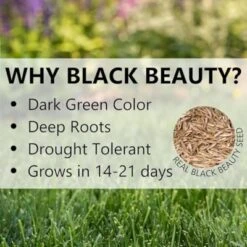 Jonathan Green Black Beauty Golden State California Cool Season Grass Seed, 1 Lb 7 Jonathan Green Black Beauty Golden State California Cool Season Grass Seed, 1 Lb -OUTSUNNY Sale Store GUEST 4e2775ee 91c2 4446 aa92 5bc62a5f5a54