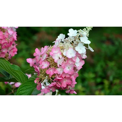 Hydrangea Berry White Shrub - National Plant Network 3 Hydrangea Berry White Shrub - National Plant Network - Image 3