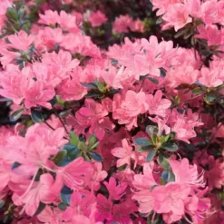 2.5qt Pink Pearl Azalea Plant With Pink Blooms - National Plant Network -OUTSUNNY Sale Store GUEST 55026552 42c0 446e 8628 61dbe0713375