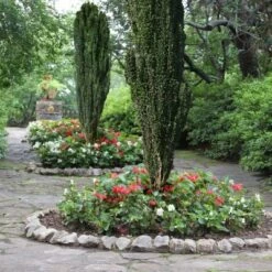 National Plant Network Live Outdoor Sky Pencil Holly Plant - 1ct 1gal -OUTSUNNY Sale Store GUEST 59adeb45 03dd 47a6 abd5 cc5329110ff7