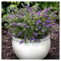 Lochinch Buddleia - National Plant Network