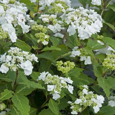 National Plant Network Live Outdoor 4" Wedding Gown Hydrangea Plants - 3ct 2 National Plant Network Live Outdoor 4" Wedding Gown Hydrangea Plants - 3ct - Image 2