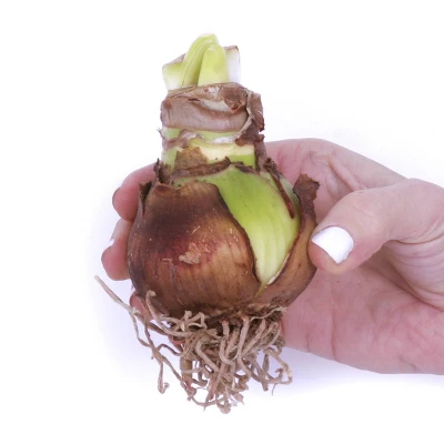 Van Zyverden 3ct Amaryllis Multicolored Economy Mixed Flower Bulb Set 3 Van Zyverden 3ct Amaryllis Multicolored Economy Mixed Flower Bulb Set - Image 3