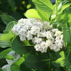 National Plant Network Live Outdoor 4" Wedding Gown Hydrangea Plants - 3ct 16 National Plant Network Live Outdoor 4" Wedding Gown Hydrangea Plants - 3ct -OUTSUNNY Sale Store GUEST 652c3b4b 702b 4013 b78b 1a2d16d3b52c