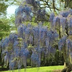 Wisteria 'Blue' 1pc U.S.D.A. Hardiness Zones 3-9 National Plant Network 2.5qt