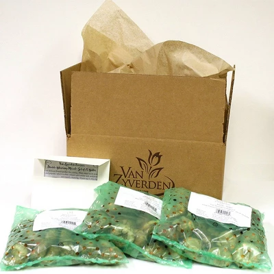 Van Zyverden 75ct Anemone Blue Shades Flower Bulb Set 2 Van Zyverden 75ct Anemone Blue Shades Flower Bulb Set - Image 2