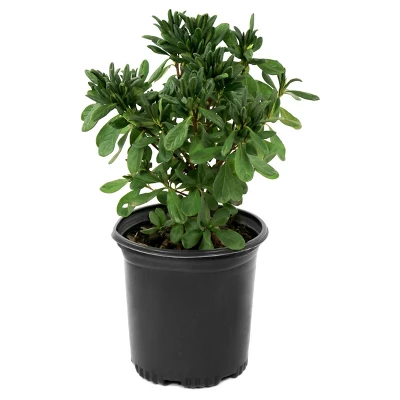 Azalea Delaware Valley White' 1pc - National Plant Network - U.S.D.A. Hardiness Zones 5 - 8 1 Azalea Delaware Valley White' 1pc - National Plant Network - U.S.D.A. Hardiness Zones 5 - 8