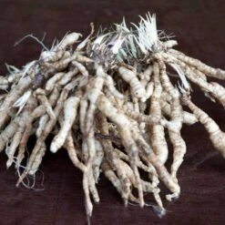 3ct Hosta Guacamole Roots - Van Zyverden