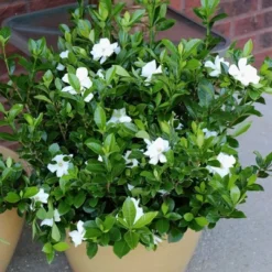 2.25gal Radicans Gardenia Plant White Blooms - National Plant Network -OUTSUNNY Sale Store GUEST 6de0a48b dbc6 4a89 9d4b 1999246782bb